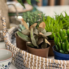 Carregar imagem no visualizador da galeria, Bandeja Em Fibra Natural Cinza E Branco P Casa Bonita-Pç